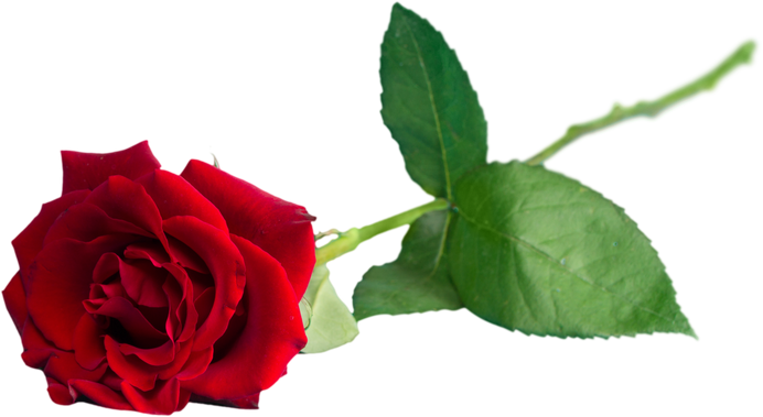 Red Rose with Green Stem
